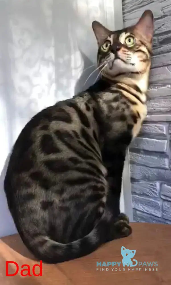 Annabelle Bengal female black spotted tabby live animals