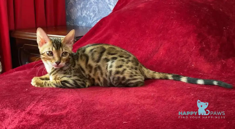 Annabelle Bengal female black spotted tabby live animals