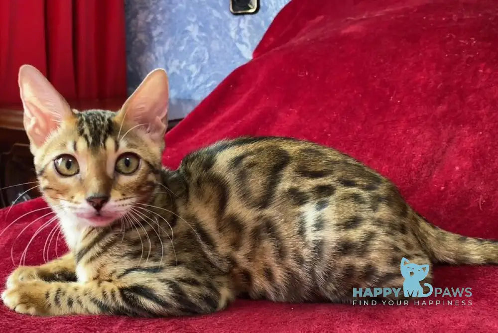 Annabelle Bengal female black spotted tabby live animals