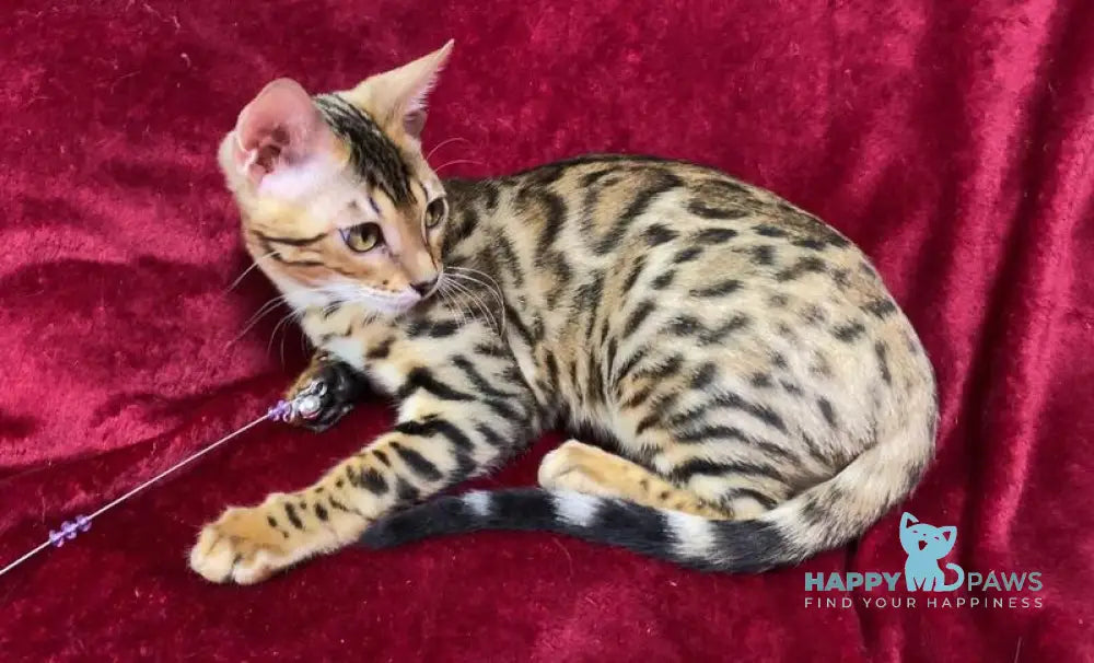 Annabelle Bengal female black spotted tabby live animals