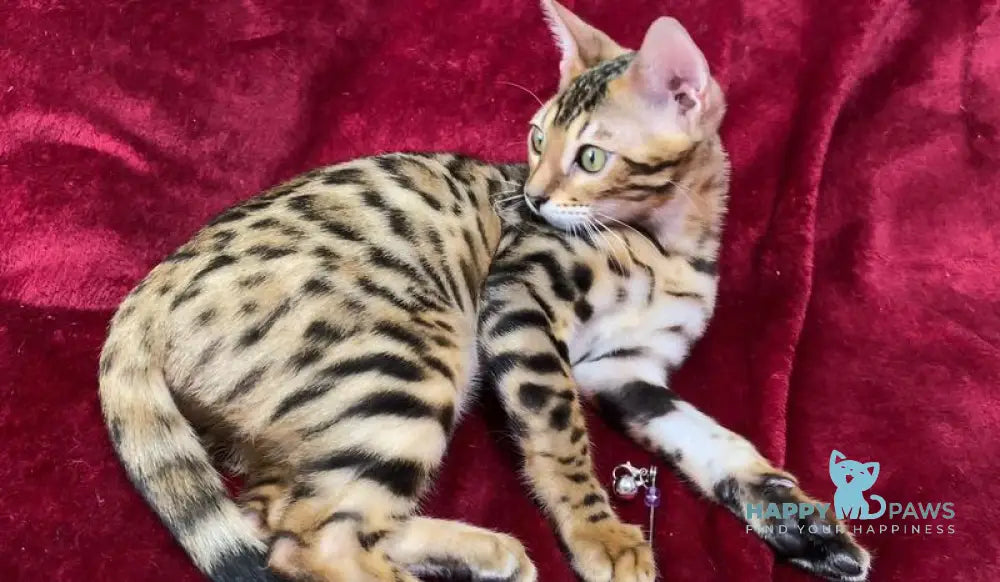 Annabelle Bengal female black spotted tabby live animals