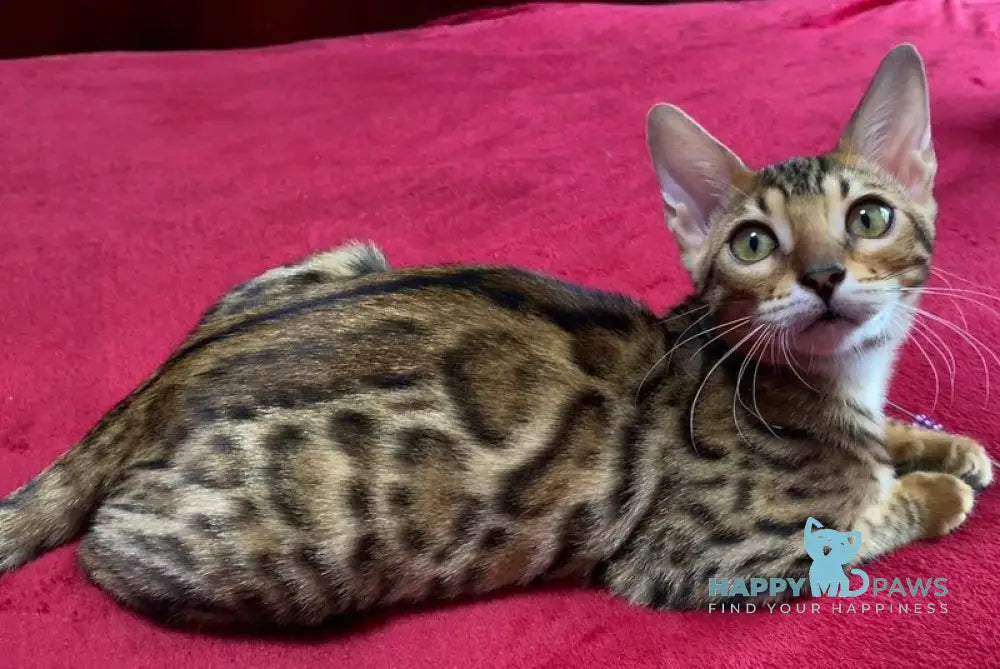 Annabelle Bengal female black spotted tabby live animals
