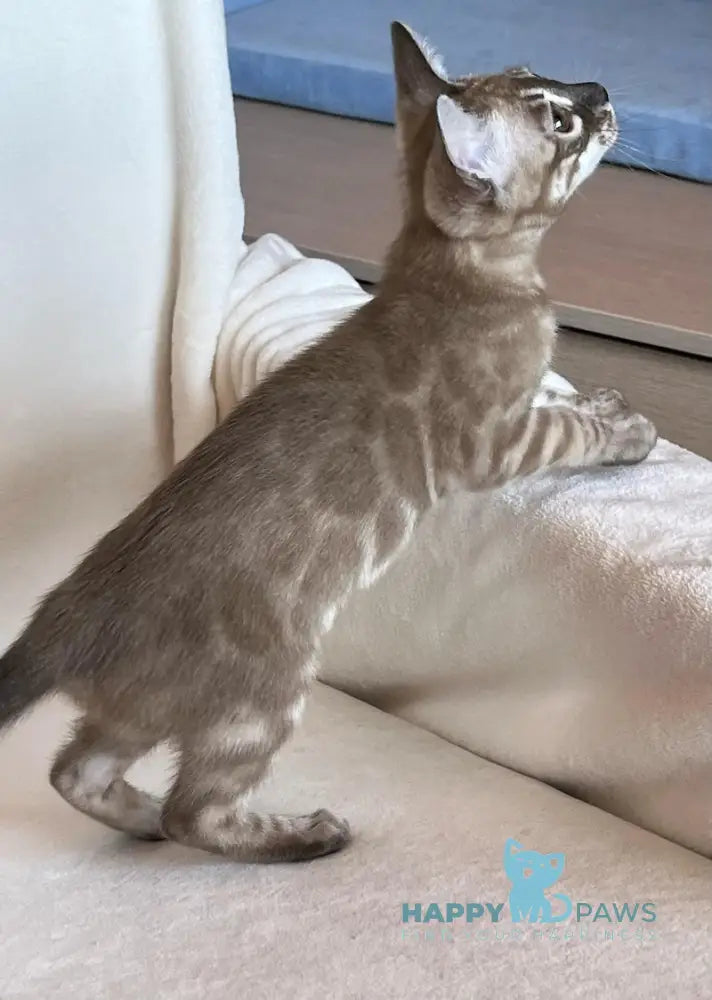 Annabelle Bengal female snow mink live animals