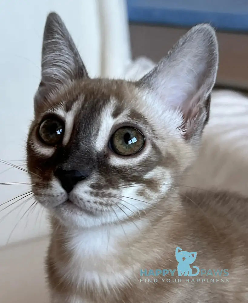 Annabelle Bengal female snow mink live animals