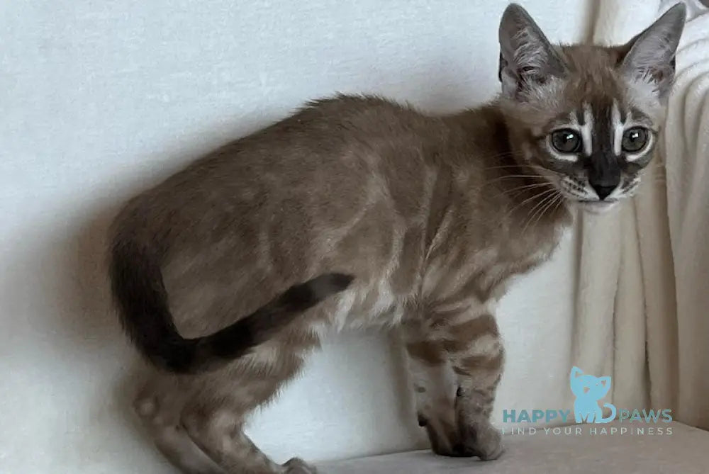 Annabelle Bengal female snow mink live animals