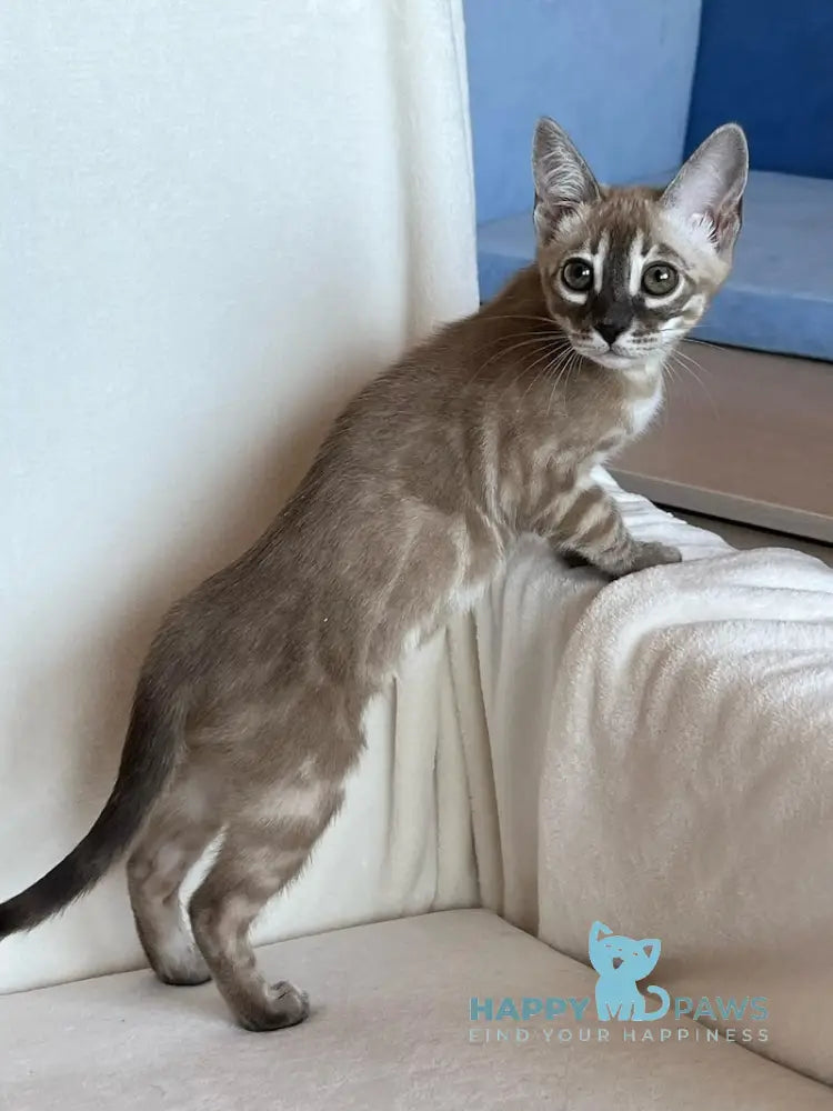 Annabelle Bengal female snow mink live animals