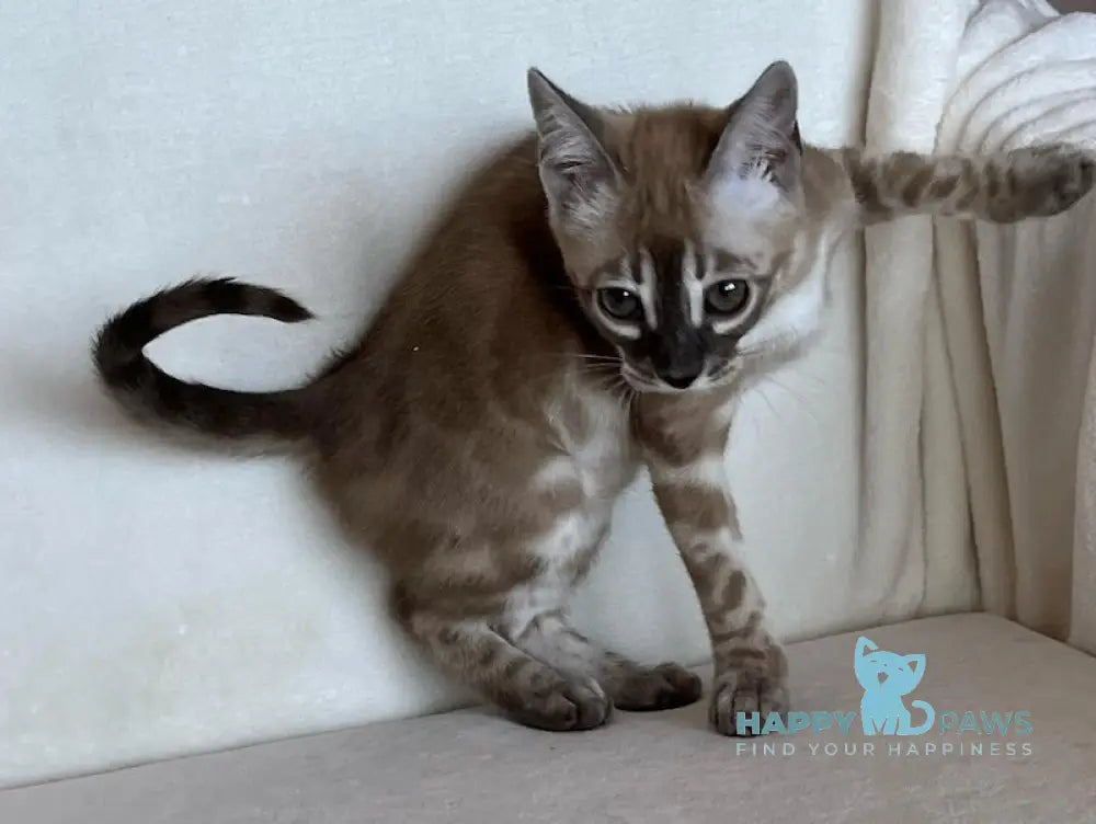 Annabelle Bengal female snow mink live animals
