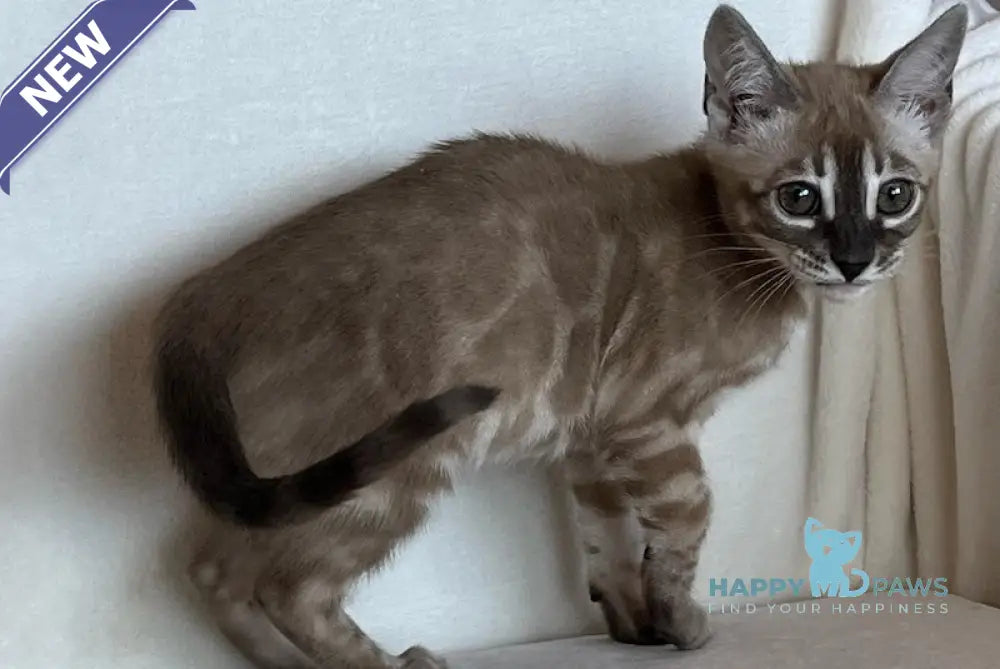 Annabelle Bengal female snow mink live animals