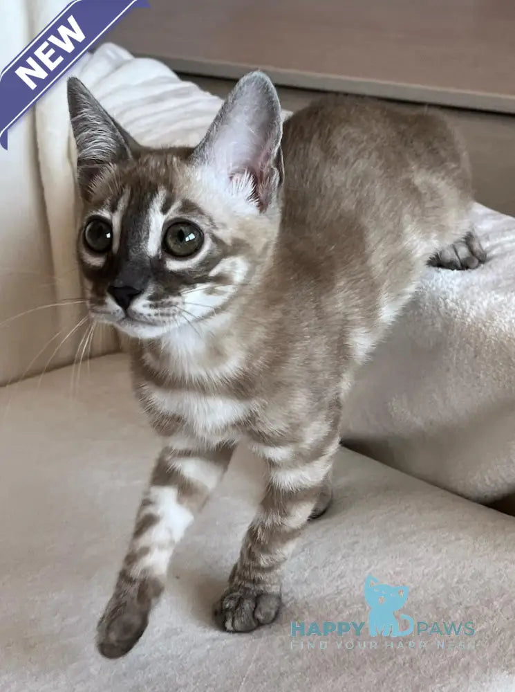 Annabelle Bengal female snow mink live animals