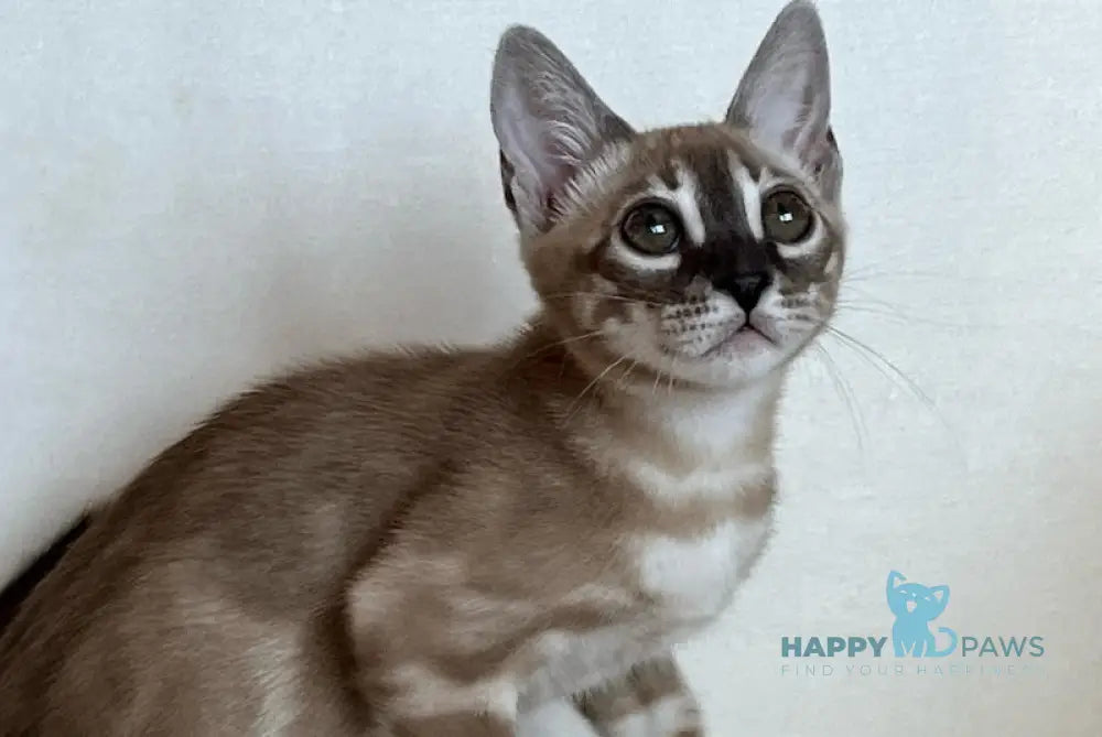Annabelle Bengal female snow mink live animals