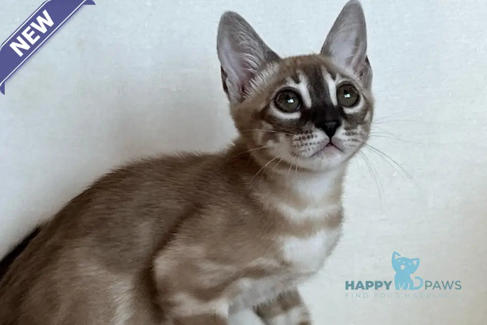 Annabelle Bengal female snow mink live animals
