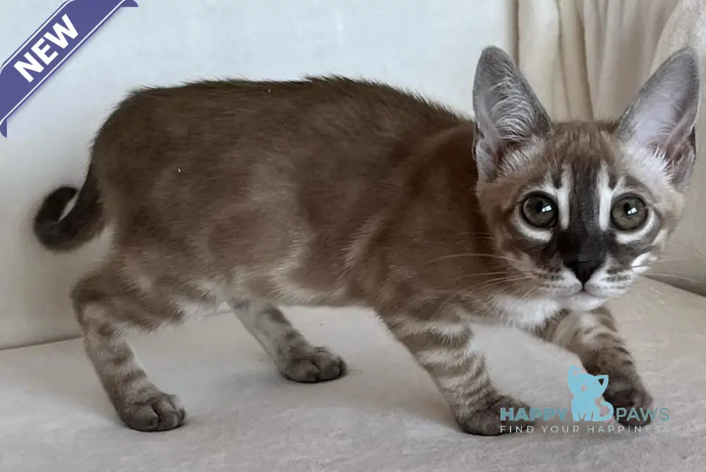 Annabelle Bengal female snow mink live animals
