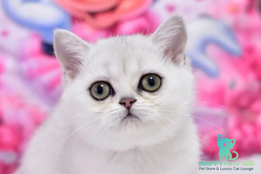 Annabelle British Shorthair female black silver shaded - live animals