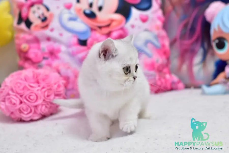 Annabelle British Shorthair female black silver shaded - live animals