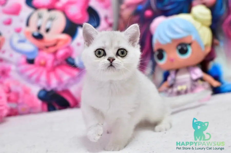 Annabelle British Shorthair female black silver shaded - live animals