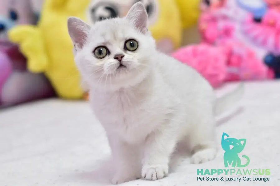 Annabelle British Shorthair female black silver shaded - live animals