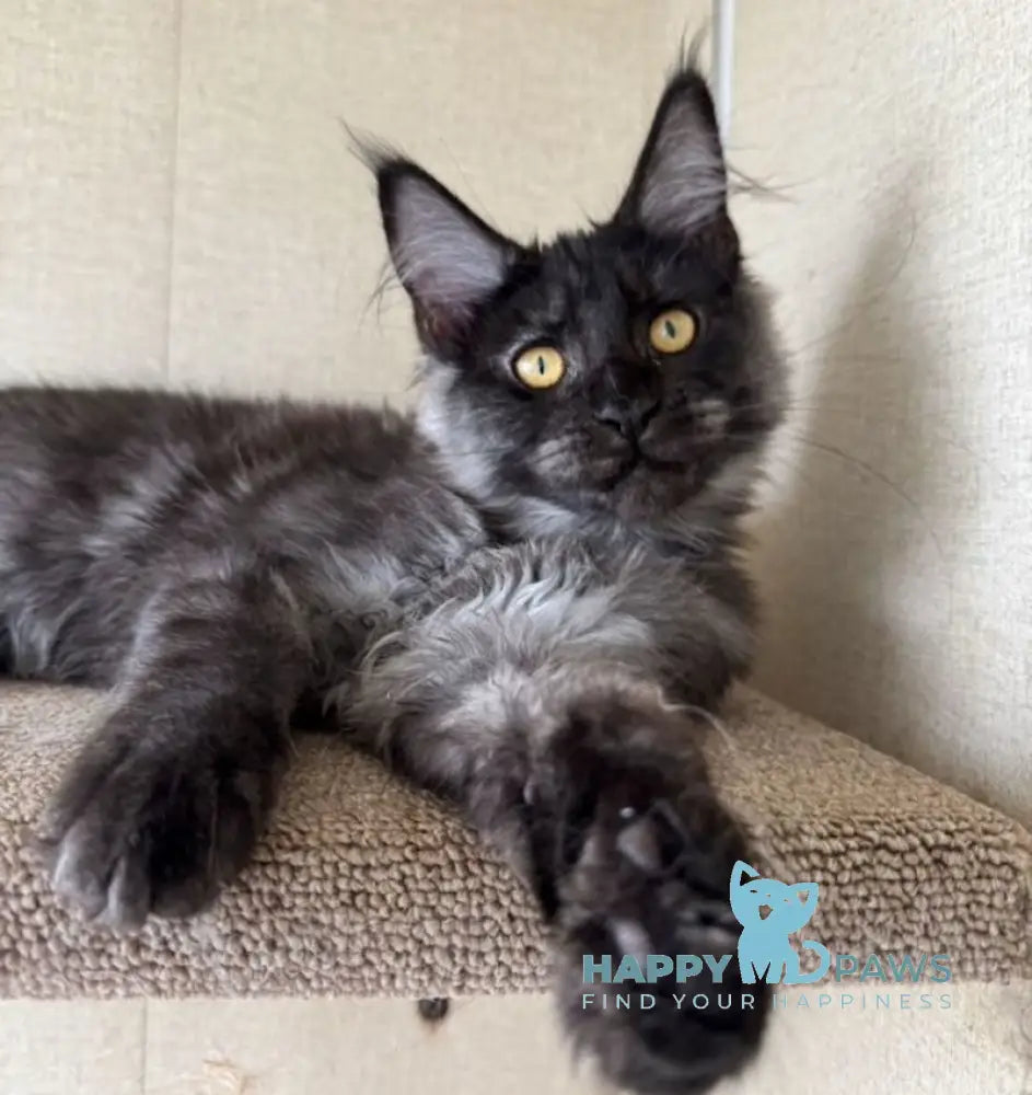 Annetta Maine Coon female black smoke live animals