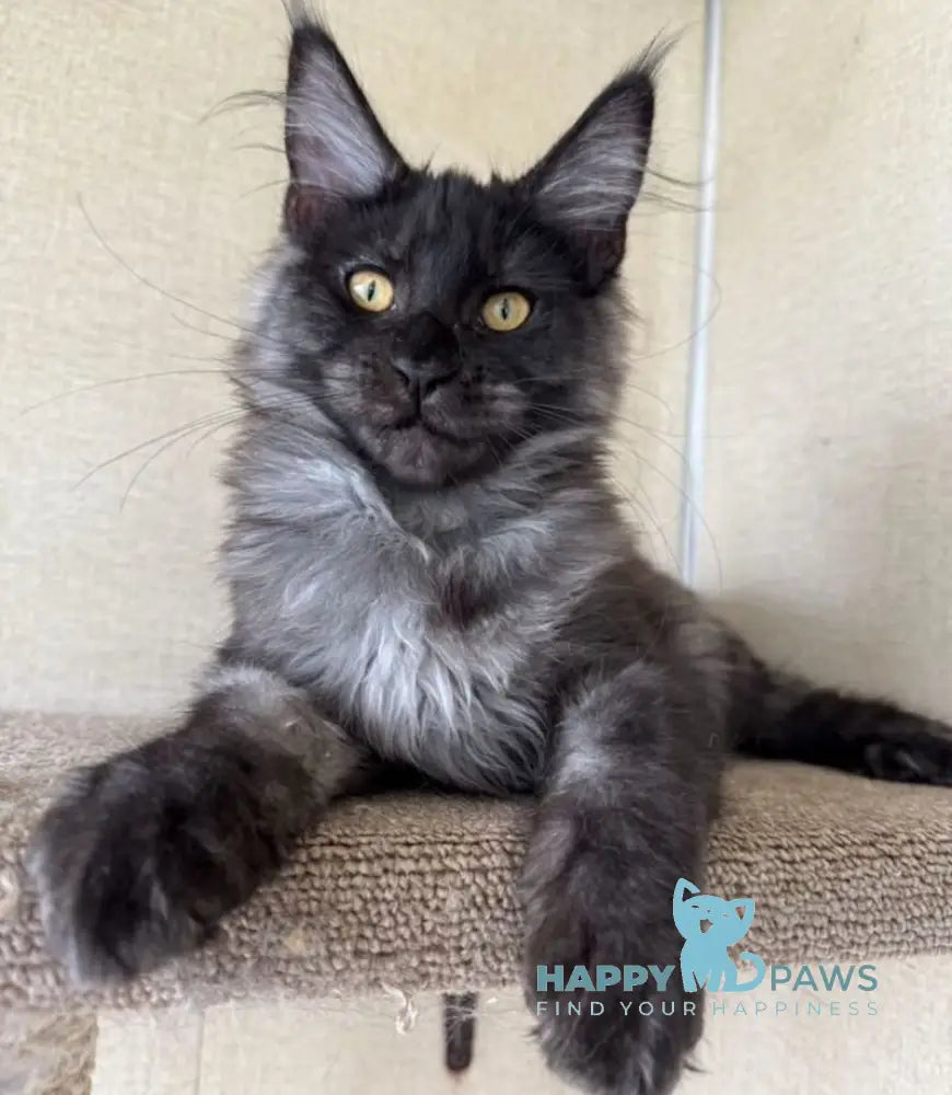 Annetta Maine Coon female black smoke live animals