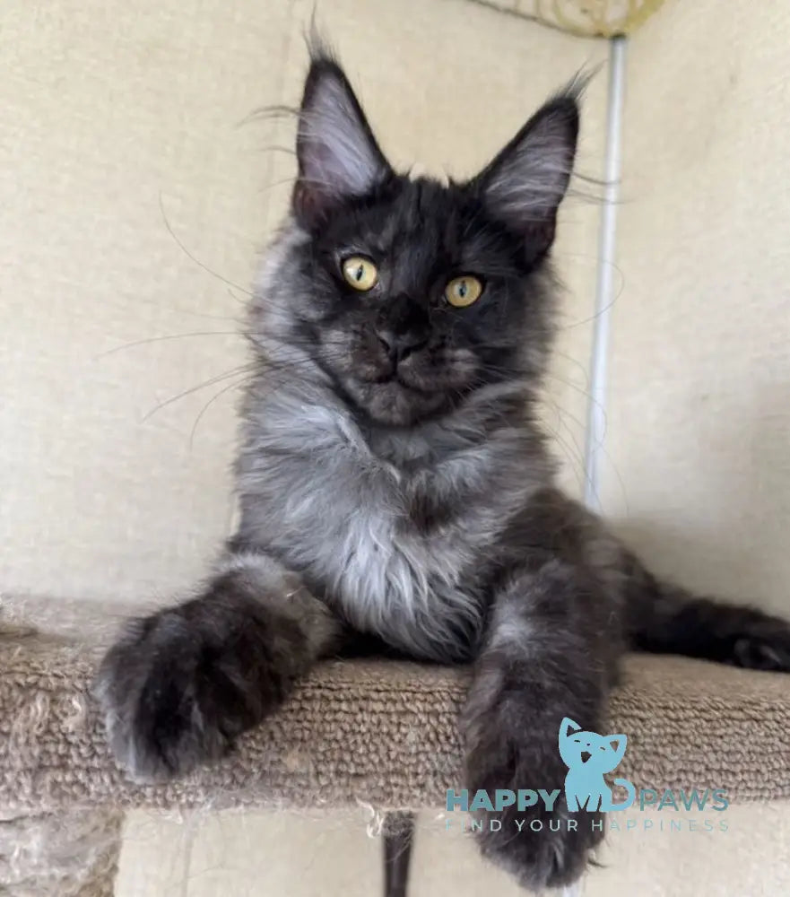 Annetta Maine Coon female black smoke live animals