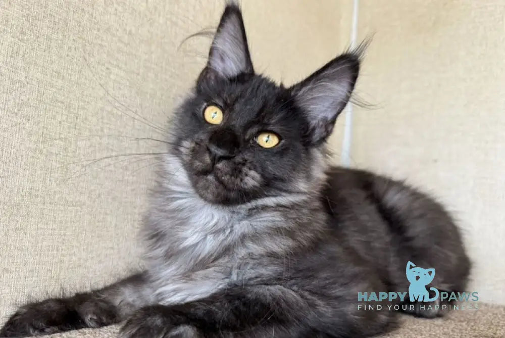 Annetta Maine Coon female black smoke live animals