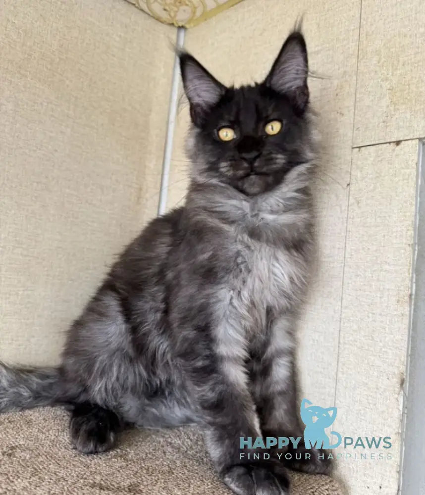 Annetta Maine Coon female black smoke live animals