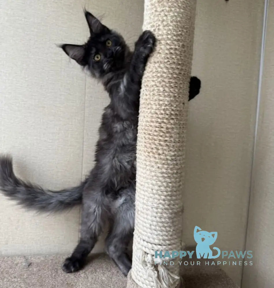 Annetta Maine Coon female black smoke live animals