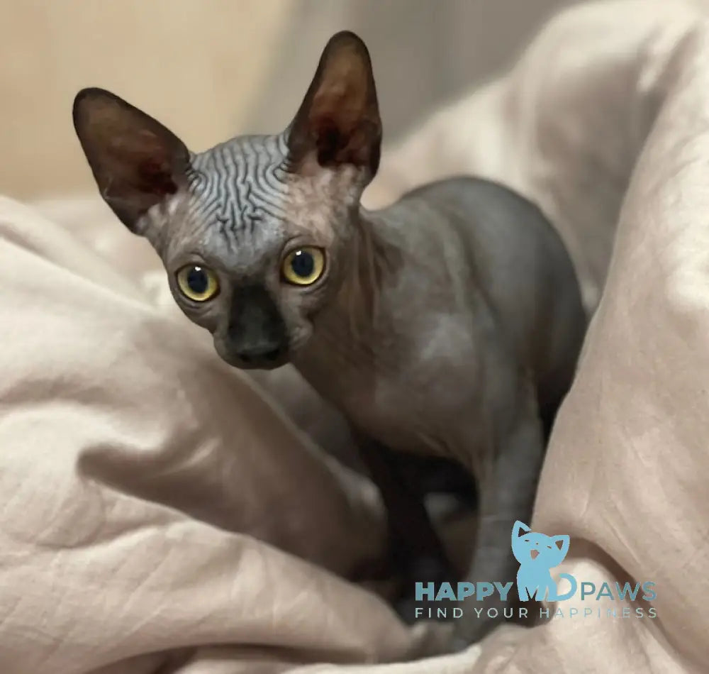 Annie Canadian Sphynx female black live animals