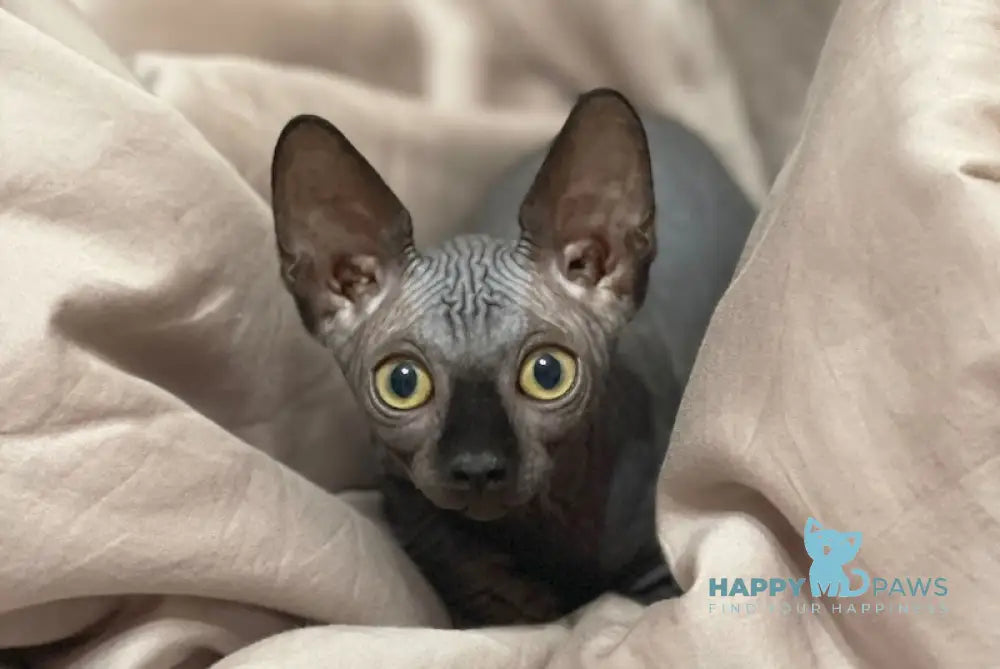 Annie Canadian Sphynx female black live animals