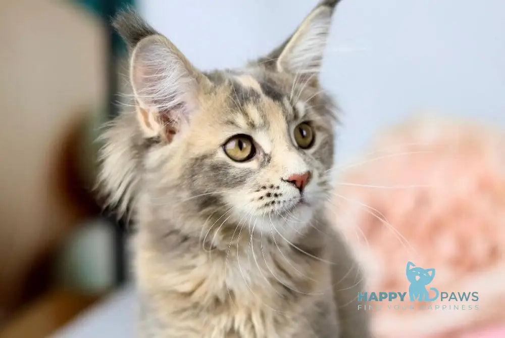 Annika Maine Coon female blue tortie live animals