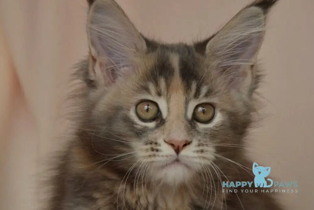 Annika Maine Coon female blue tortie live animals