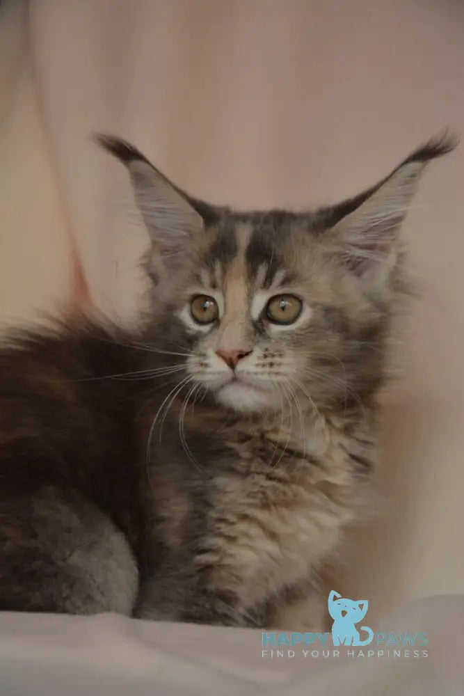 Annika Maine Coon female blue tortie live animals