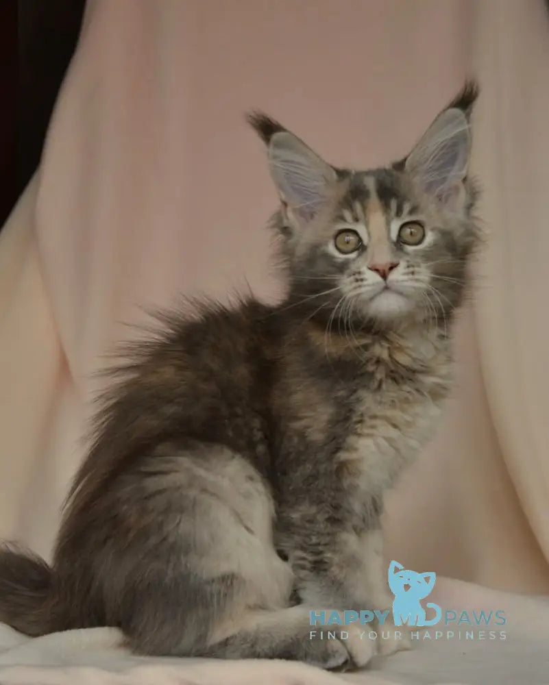 Annika Maine Coon female blue tortie live animals