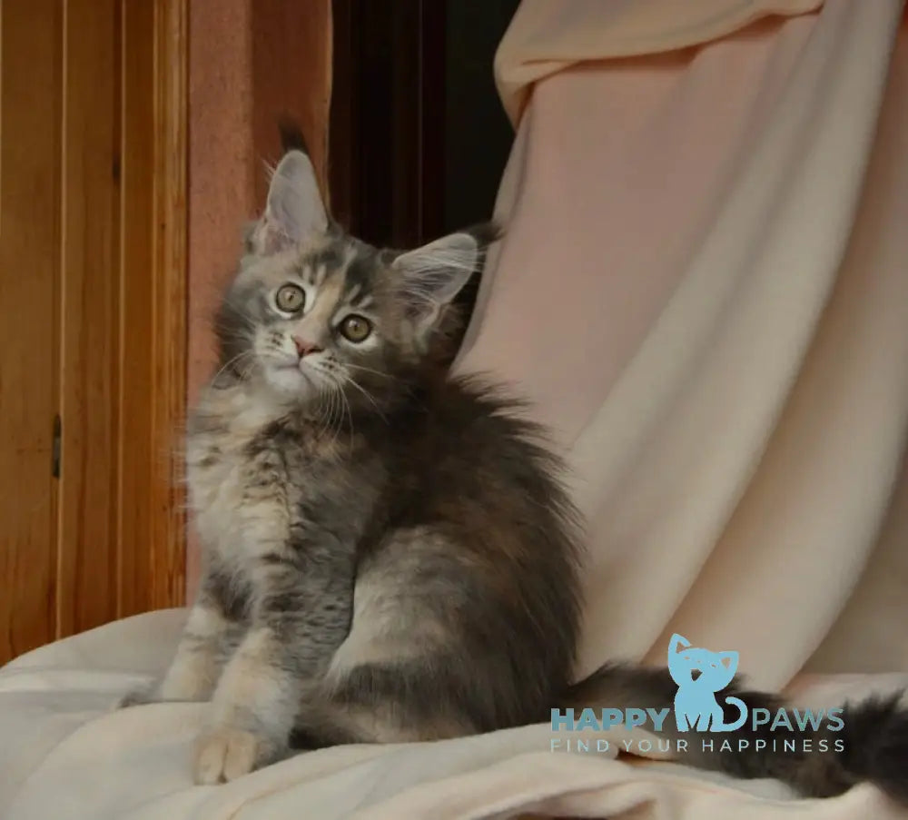 Annika Maine Coon female blue tortie live animals