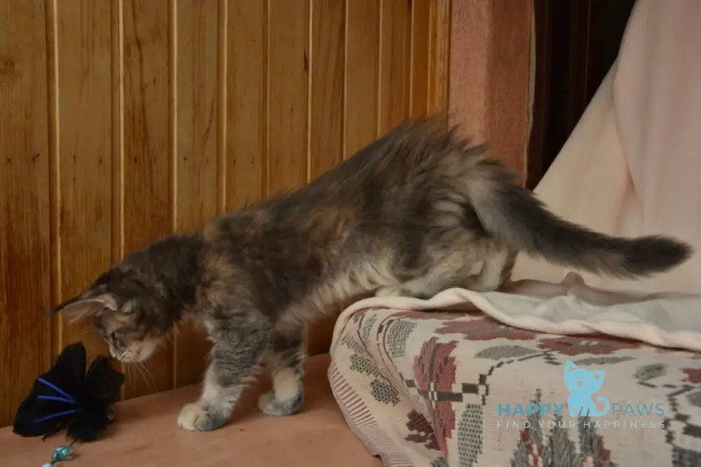 Annika Maine Coon female blue tortie live animals