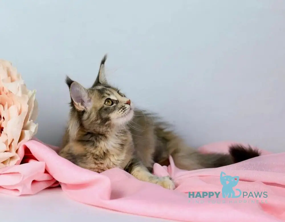 Annika Maine Coon female blue tortie live animals