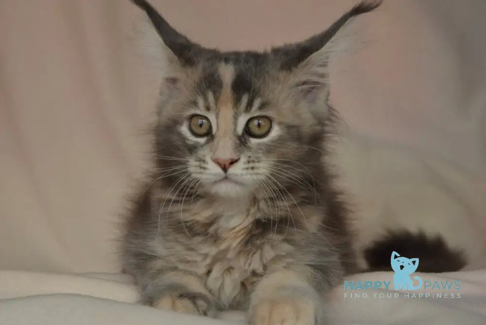 Annika Maine Coon female blue tortie live animals