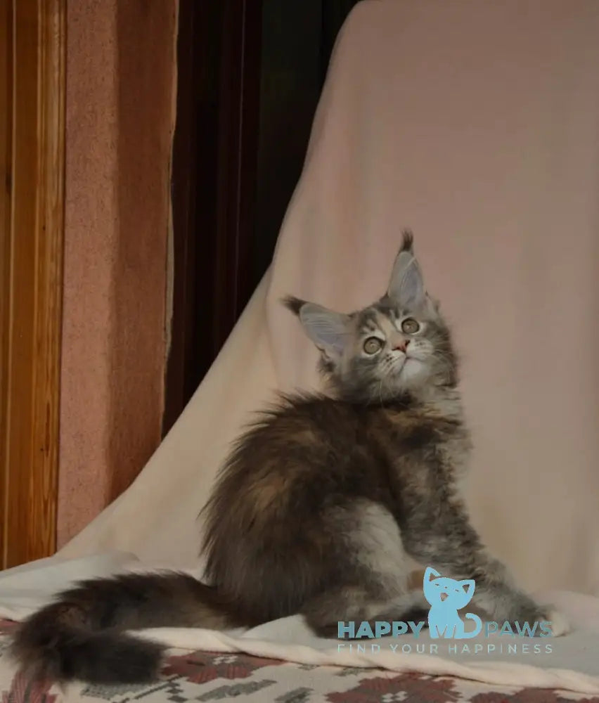 Annika Maine Coon female blue tortie live animals