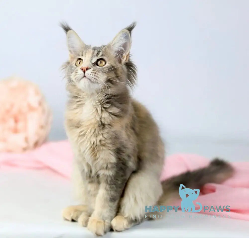 Annika Maine Coon female blue tortie live animals
