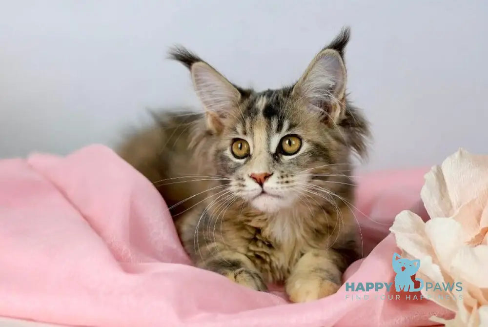 Annika Maine Coon female blue tortie live animals