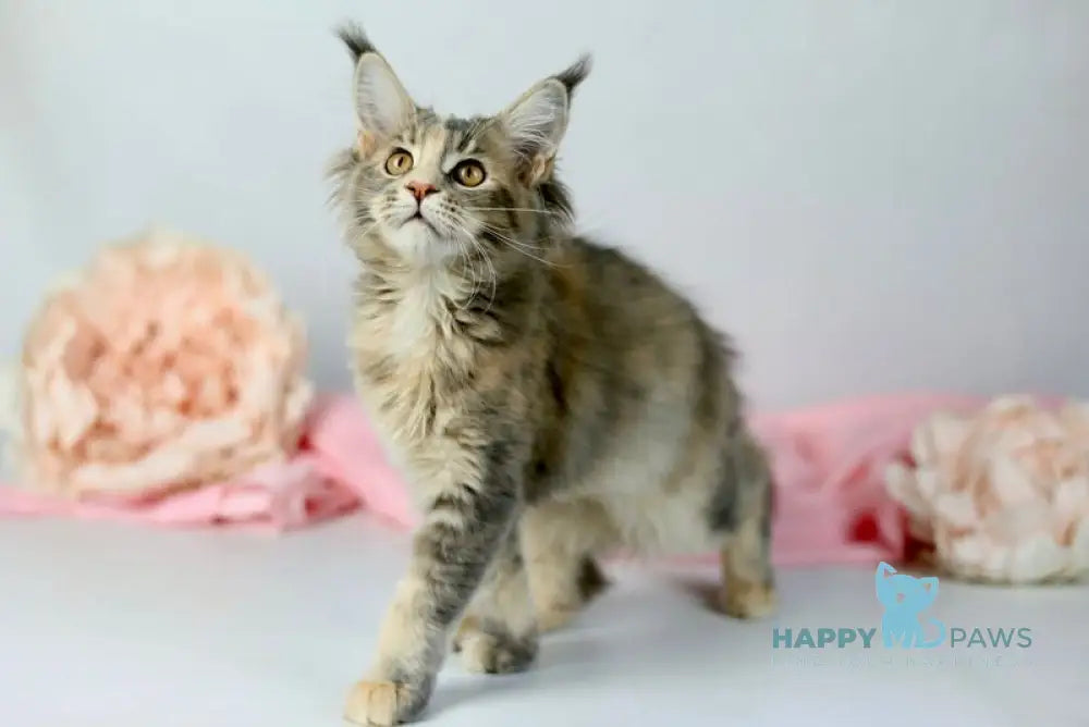 Annika Maine Coon female blue tortie live animals