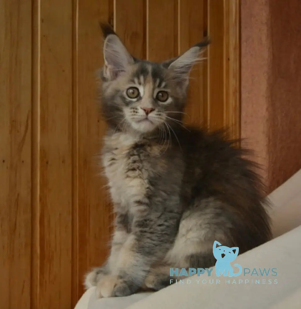 Annika Maine Coon female blue tortie live animals