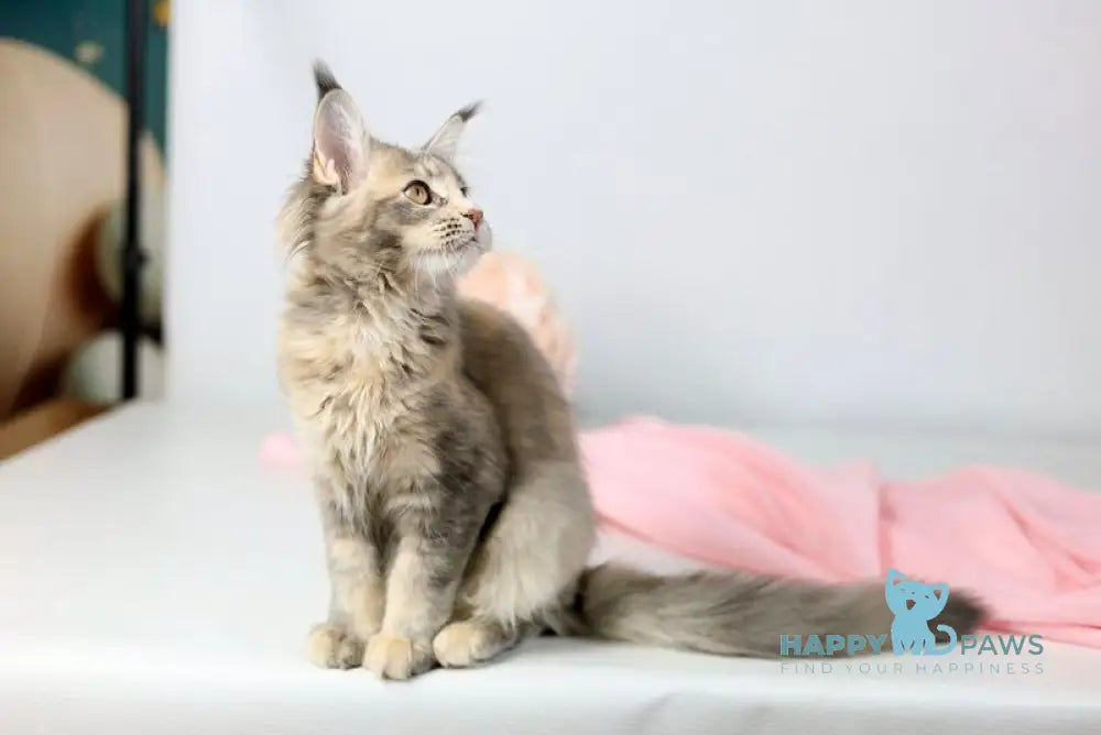 Annika Maine Coon female blue tortie live animals