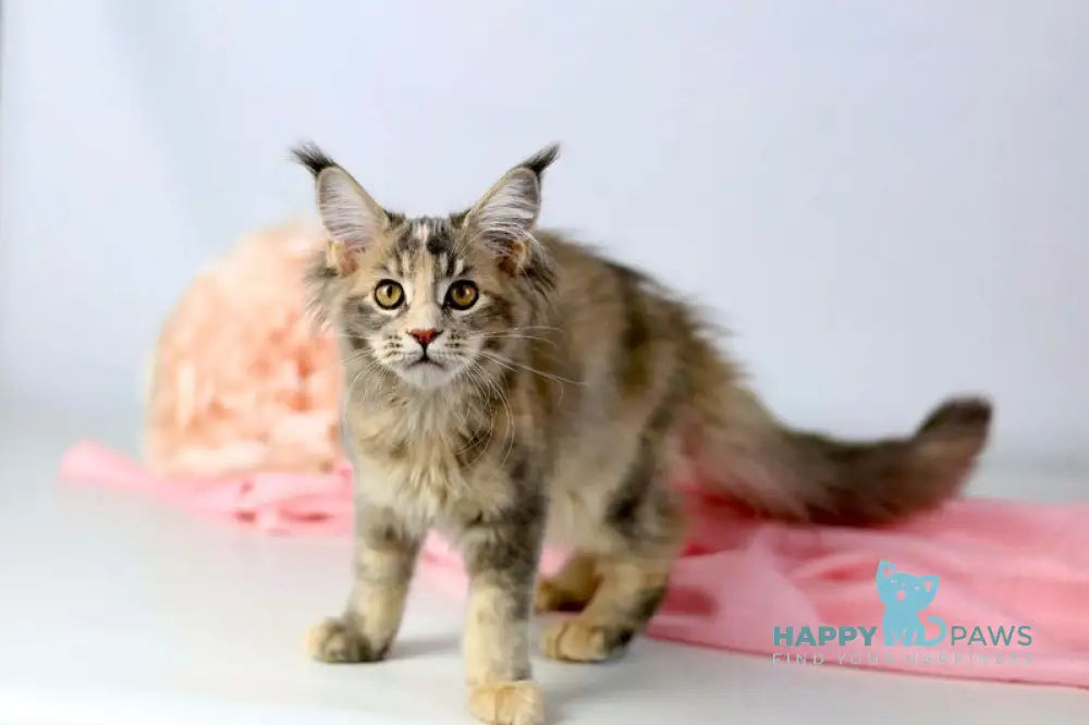 Annika Maine Coon female blue tortie live animals