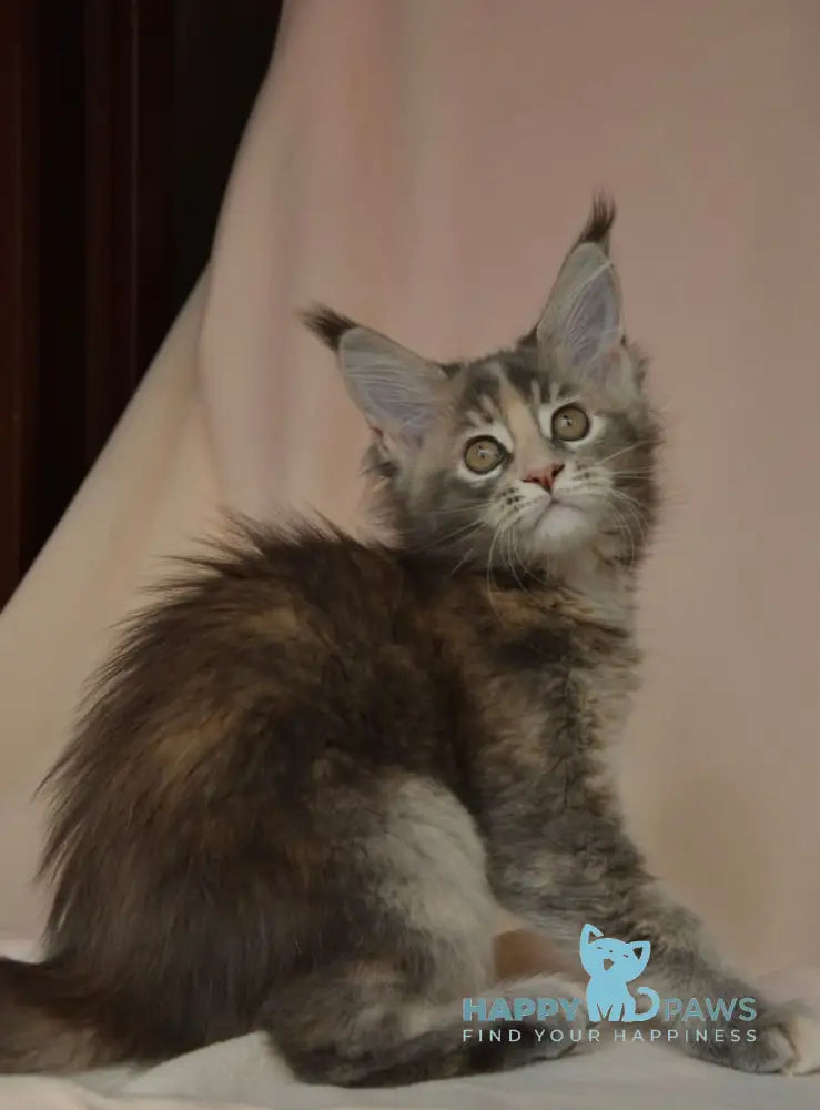 Annika Maine Coon female blue tortie live animals