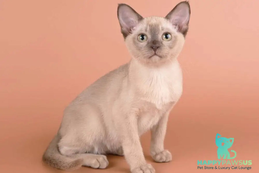 Anola Burmese female chocolate - live animals