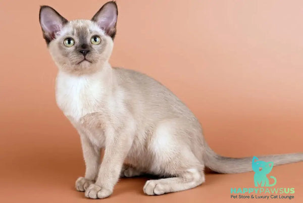 Anola Burmese female chocolate - live animals