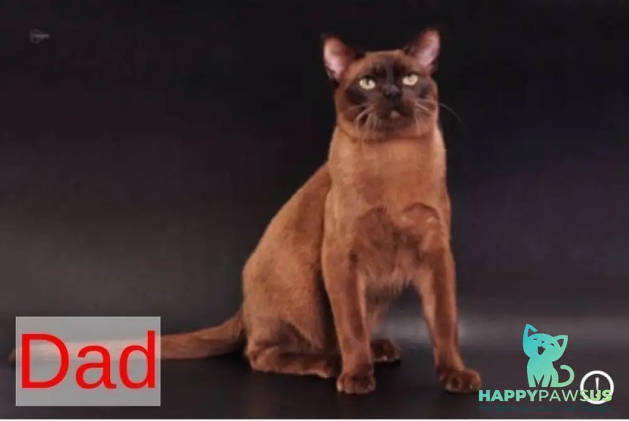 Anola Burmese female chocolate - live animals