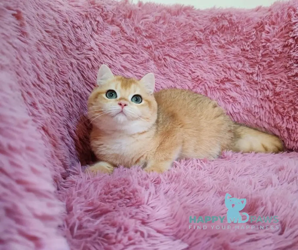 Ant British Shorthair male black golden chinchilla live animals