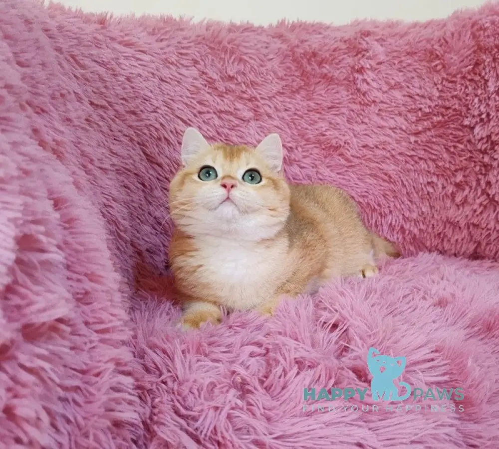 Ant British Shorthair male black golden chinchilla live animals