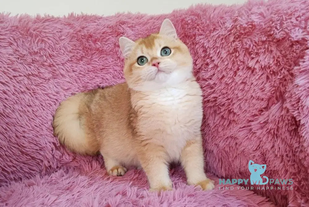 Ant British Shorthair male black golden chinchilla live animals
